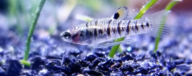 Least Killifish