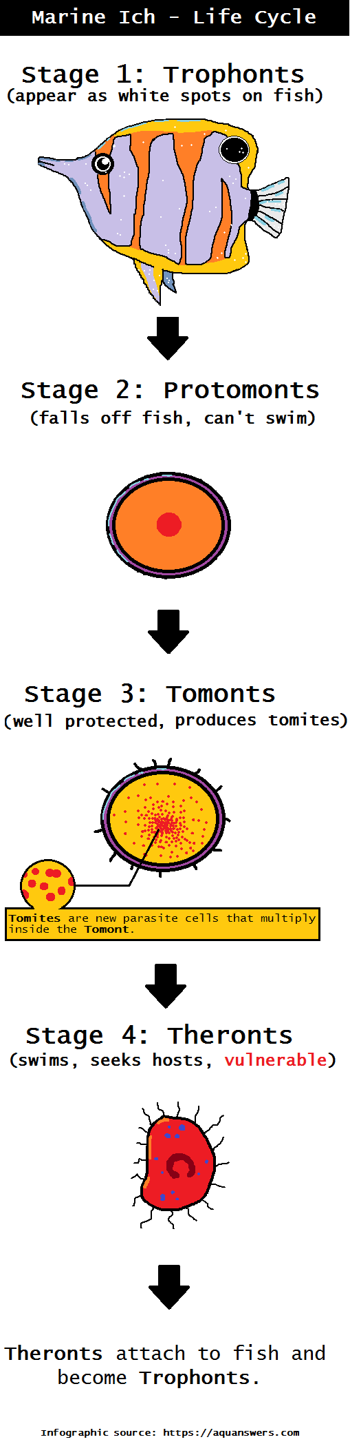 marine ich life cycle