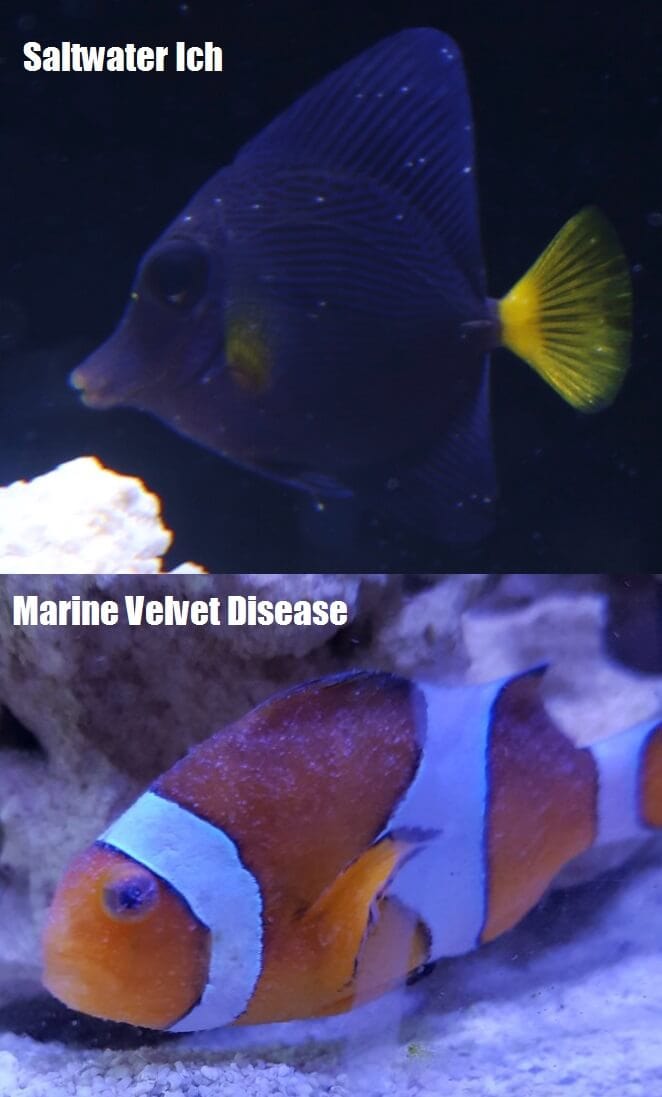 marine ich vs velvet difference