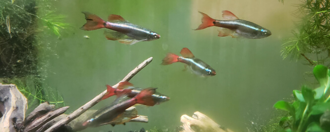 A school of Meteor Minnows