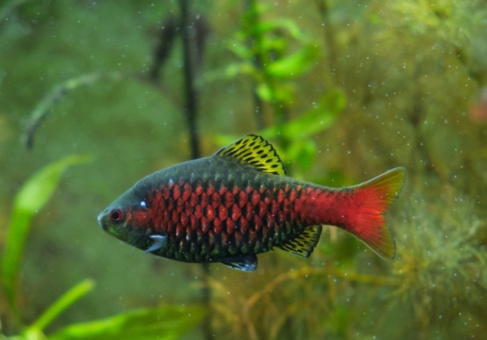 odessa barb