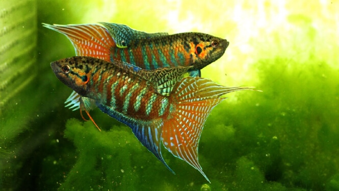 Two Paradise Gourami Fish