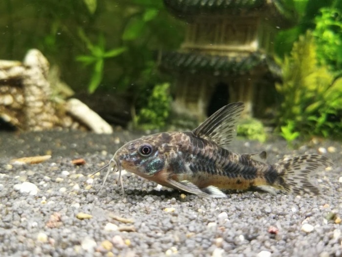 A Pepper Corydora resting on grey gravel in front of some aquarium decoration in a planted tank