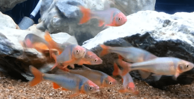 a school of Red Shiner fish