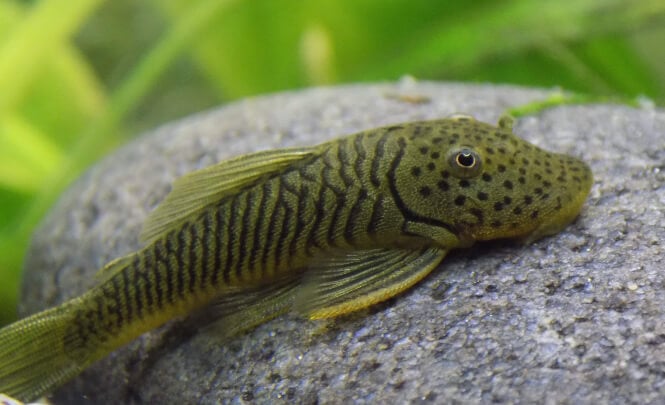 Rubber lipped Pleco fish