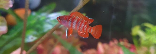 Scarlet Badis in a heavily planted fish tank