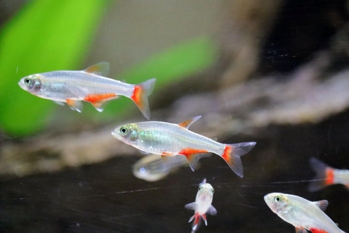 A school of Bloodfin Tetras swimming in an aquarium