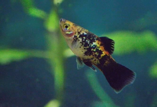 A Variatus Platy fish