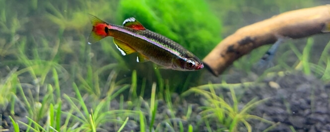 White Cloud Mountain Minnow