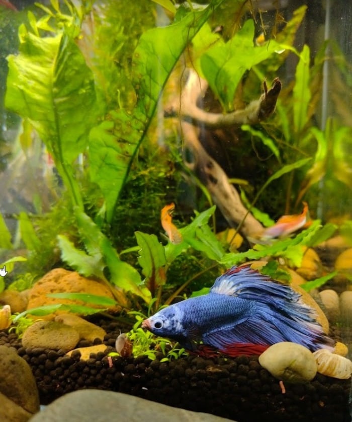 AquaSafe - safe? When do you add to water? : r/bettafish