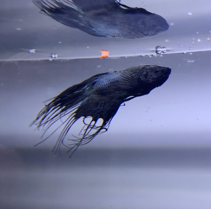 Betta ammonia poisoning