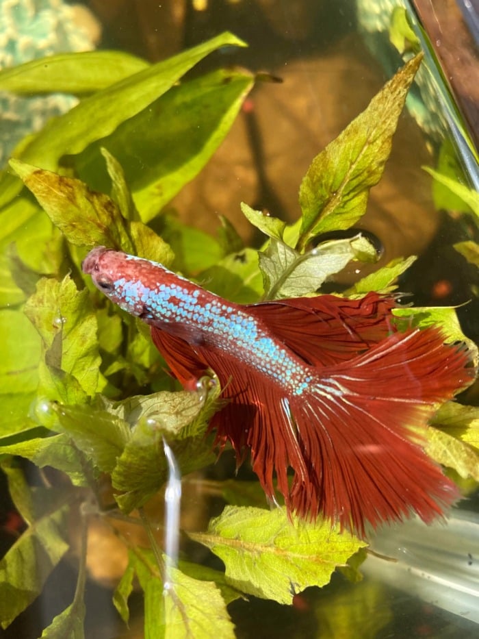 Betta osmotic shock