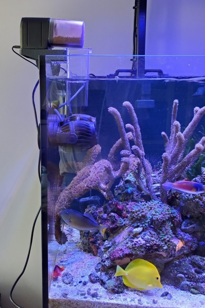 Fish being fed from an automatic fish feeder