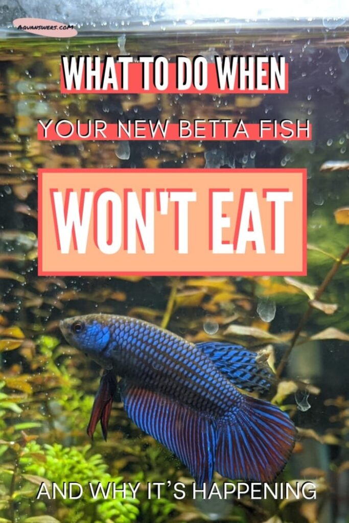 9 Reasons Why Your Betta Fish Won't Eat (+Tips) Aquanswers