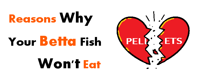 betta fish wont eat header