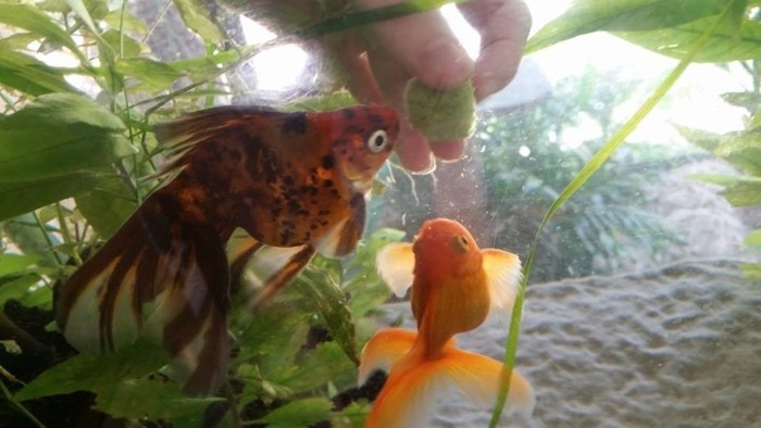 Hand feeding of two goldfish
