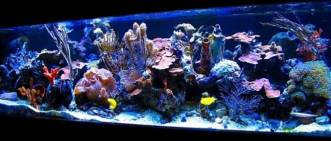 paul baldassano's 50 year old reef tank