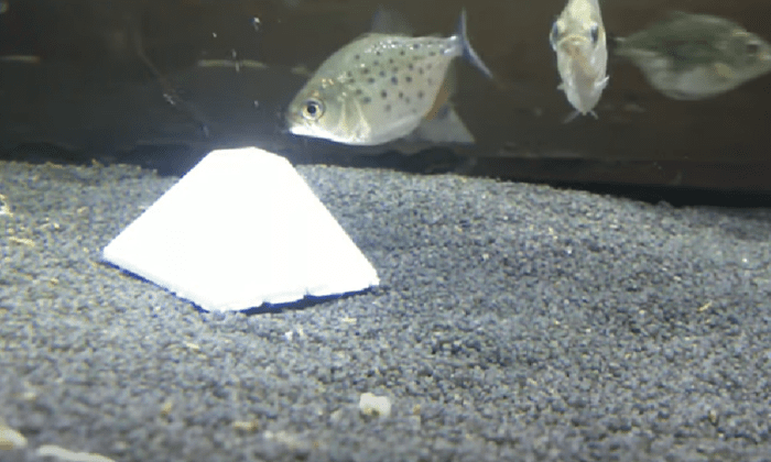 Fish eating from a vacation feeder