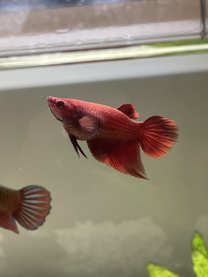 Betta Malawi Bloat Disease