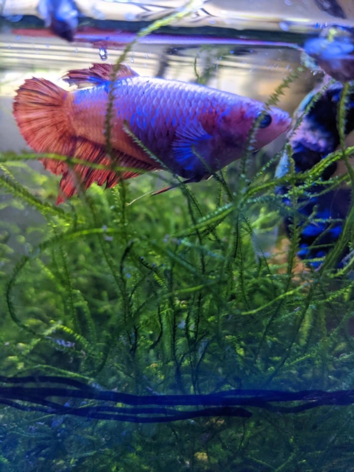 Betta Temperature Shock