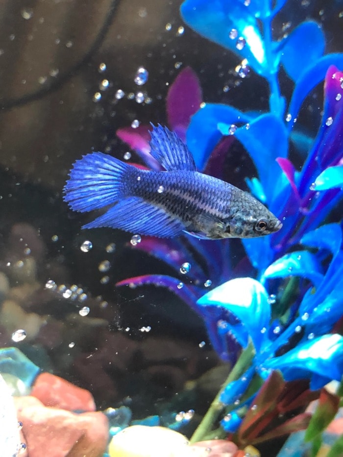 Betta growing tumor