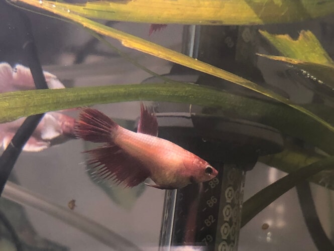 A pale Betta fish with an extremely bloated stomach
