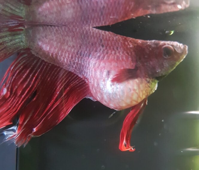 A Betta so bloated, it appears its abdomen is white