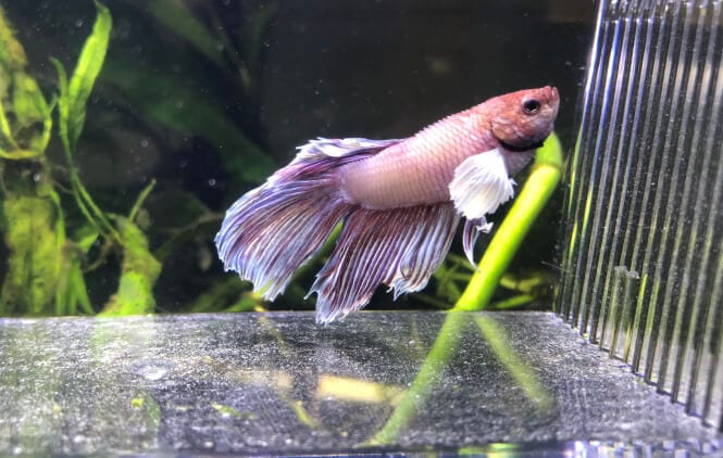 Betta fish severly swollen from Dropsy