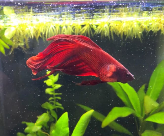 red Betta fish with a swollen belly