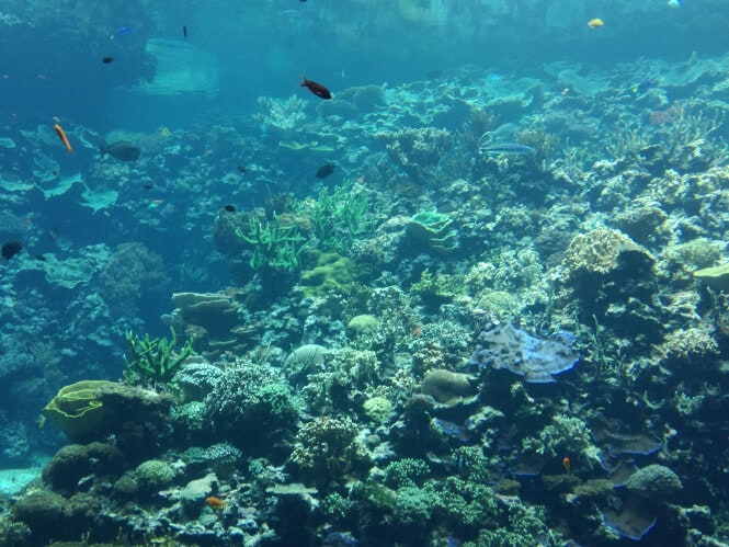 A photo showing a part of the second-largest living reef tank in the world after the one in Australia.