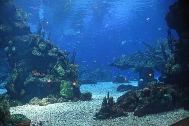 An amazing view inside the Epcot Aquarium of Disneyworld.