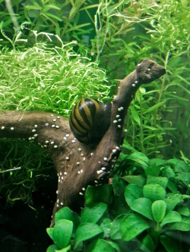 Escargot nérite femelle avec ses œufs sur du bois flotté