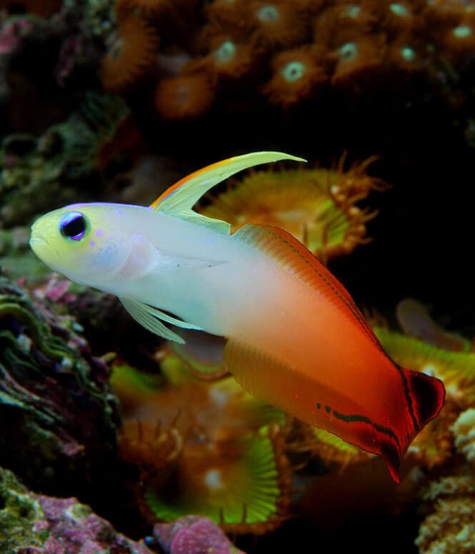 Photo of a beautiful Firefish Goby in a reef tank.
