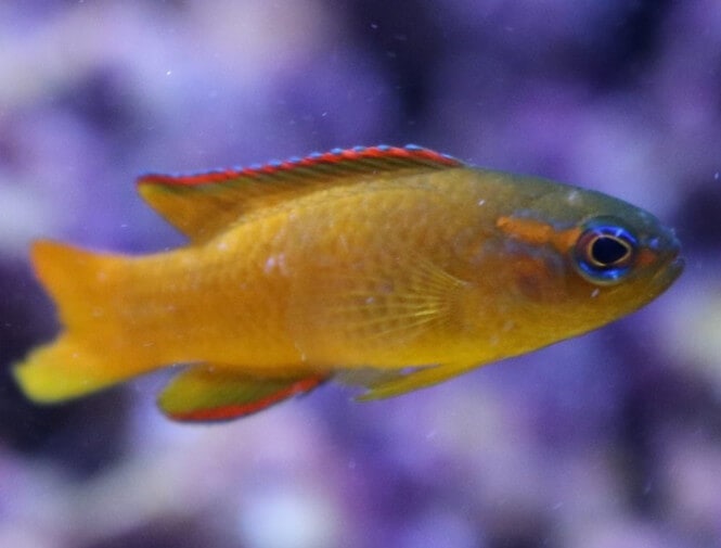 Close up photo of a Gold Assessor Basslet Fish