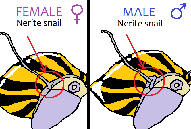 difference between male and female Nerite snails