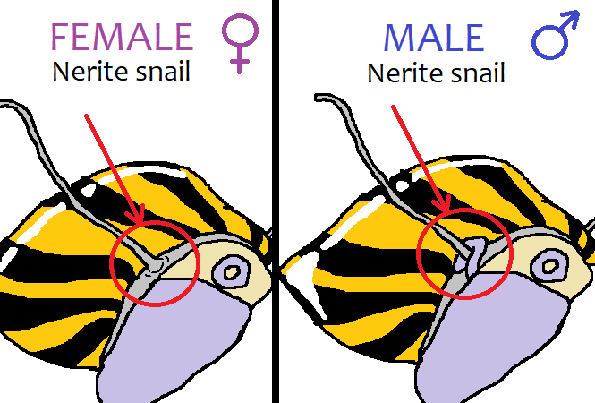 differenza tra maschio e femmina delle lumache Nerite