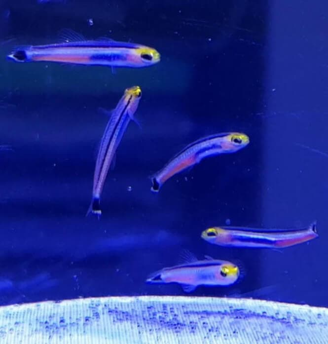 Five Mini Dart Goby Fish schooling together.