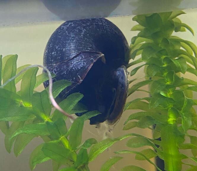 a dark-blue mystery snail floating at the top of the tank near an aquatic plant