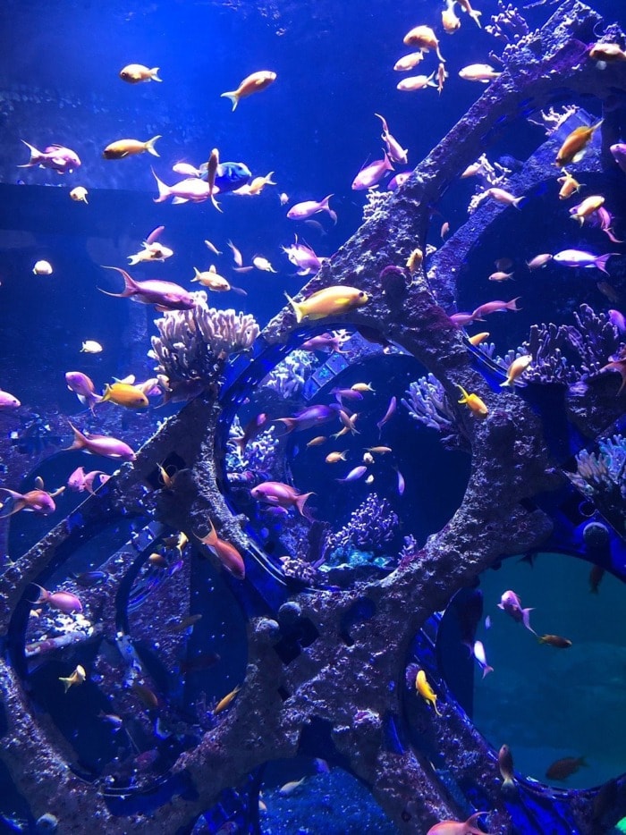A large number of different fish swimming around a sunken ship structure in the National Sea Centre in Boulogne