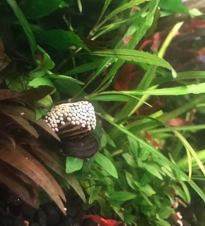 A Nerite snail covered in another's eggs.