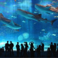 The Okinawa aquarium in Japan is so big that it houses multiple whale sharks.