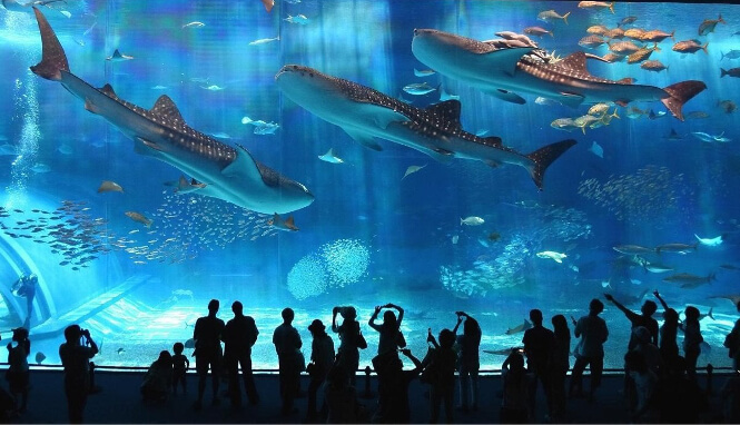 Multiple big whale sharks swimming in the Okinawa aquarium in Japan.