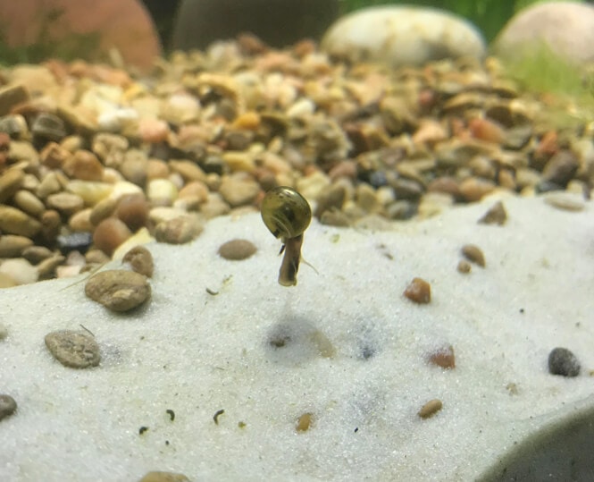 a live ramshorn snail floating in mid-water and extending its body out of its shell