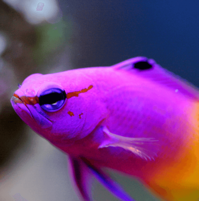 Royal Gramma Fish up close