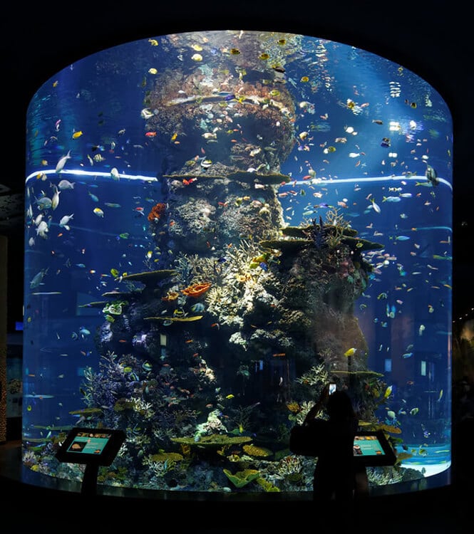 S.E.A. Aquarium is the second-largest aquarium in the world.