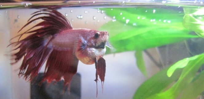 Betta with a severely bloated belly