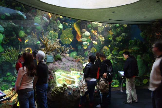 Tourists observing a large reef tank at the Shedd Aquarium in Chicago.