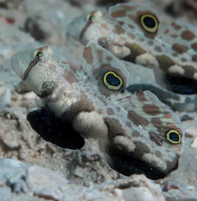 Two Twin Spot Goby Fish next to each other.