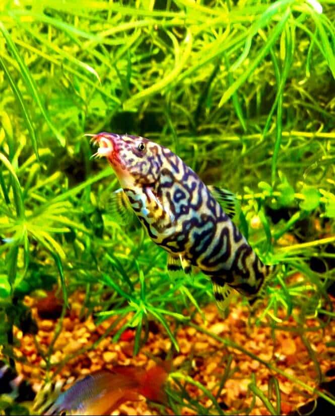 best aquarium snail eaters