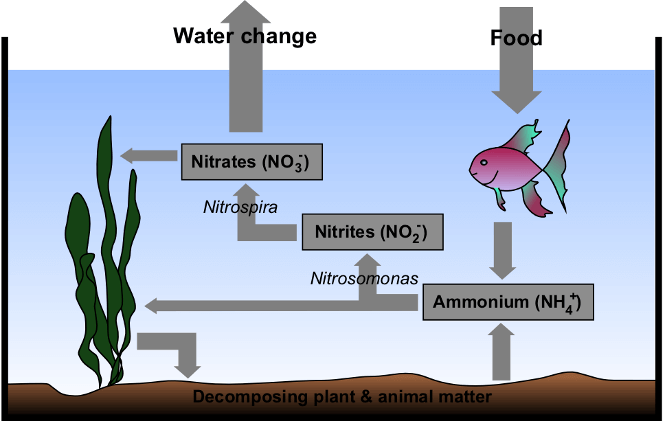 a diagram of the Nitrogen cycle in an aquarium